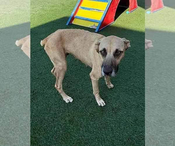 Medium Photo #1 Black Mouth Cur-Unknown Mix Puppy For Sale in Rockwall, TX, USA