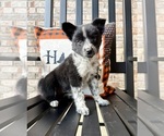 Puppy Blakely Australian Cattle Dog-Border Collie Mix