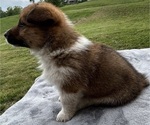 Small #2 Pembroke Welsh Corgi