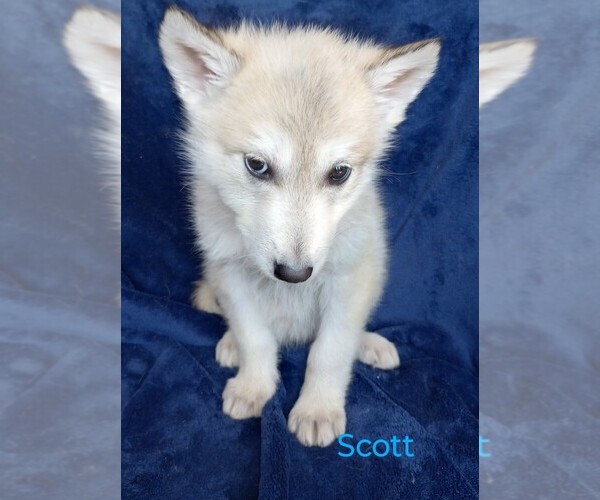 Medium Photo #1 Wolf Hybrid Puppy For Sale in BYBEE, TN, USA