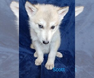 Wolf Hybrid Puppy for Sale in BYBEE, Tennessee USA