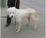 Small #6 Great Pyrenees