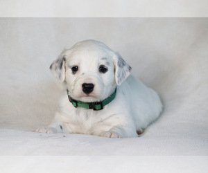 Dalmatian Puppy for sale in COTTAGE GROVE, OR, USA