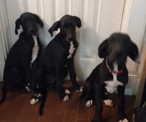 Great Dane Puppy for Sale in MORRILL, Maine USA