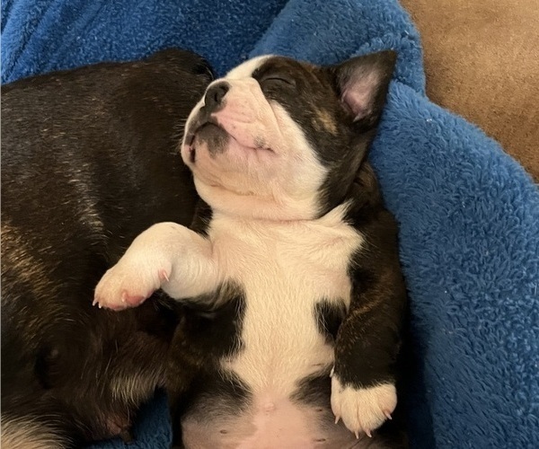 Medium Photo #3 Boston Terrier Puppy For Sale in BURLESON, TX, USA