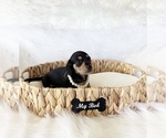 Small #5 Dachshund