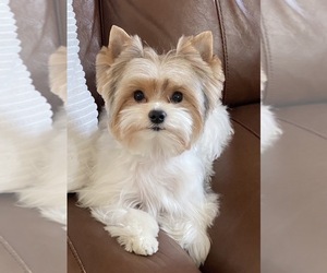 Mother of the Yorkshire Terrier puppies born on 05/18/2025