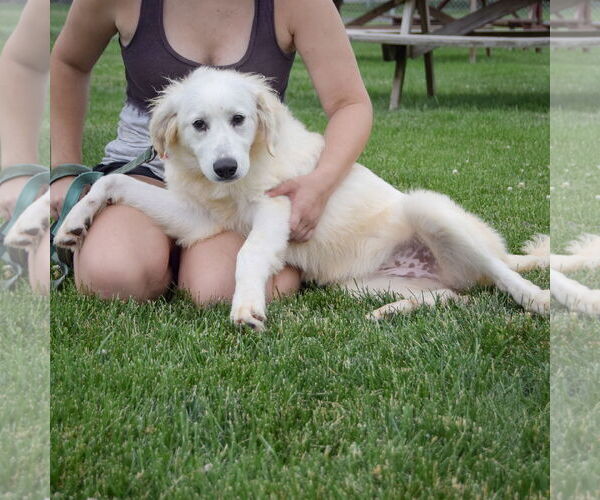 Medium Photo #4 Great Pyrenees Puppy For Sale in Huntley, IL, USA