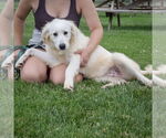 Small #3 Great Pyrenees