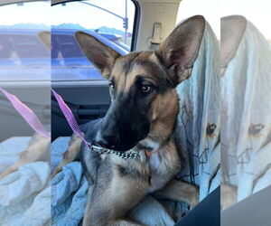 German Shepherd Dog Dogs for adoption in Chandler, AZ, USA