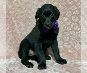 Golden Retriever-Rottweiler Mix Dog for Adoption in LANCASTER, Pennsylvania USA