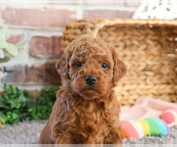 Medium Photo #4 Goldendoodle Puppy For Sale in SYRACUSE, IN, USA