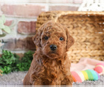 Small #3 Goldendoodle