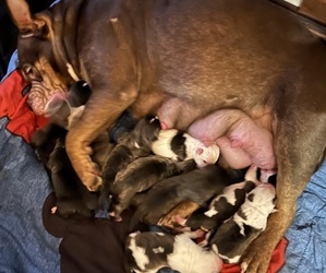 American Bully Puppy for sale in LANSFORD, PA, USA