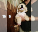 Small Photo #4 Goldendoodle (Miniature) Puppy For Sale in NORTH LIBERTY, IN, USA