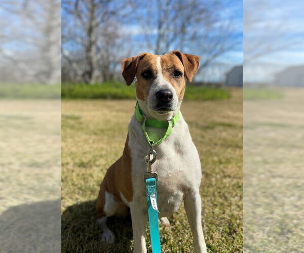 Medium Photo #10 Mutt Puppy For Sale in San Leon, TX, USA