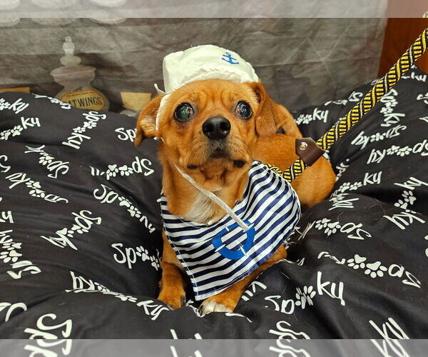 Medium Photo #1 Chihuahua-Unknown Mix Puppy For Sale in Victorville, CA, USA