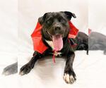 DRACULA - Male Labrador Retriever-Unknown Mix Dog for Adoption - Small photo