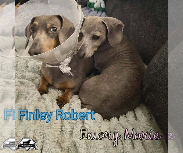 Medium Photo #5 Dachshund Puppy For Sale in San Antonio, TX, USA
