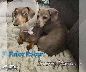 Finley Robert+ - Male Dachshund Dog for Adoption - Photo #5