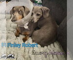Small Photo #5 Dachshund Puppy For Sale in San Antonio, TX, USA