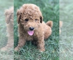 Small Photo #2 Labradoodle-Poodle (Miniature) Mix Puppy For Sale in BOWLING GREEN, KY, USA