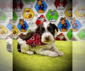 Schnauzer (Miniature) Puppy for sale in WINNSBORO, LA, USA