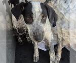 Small Australian Shepherd Mix