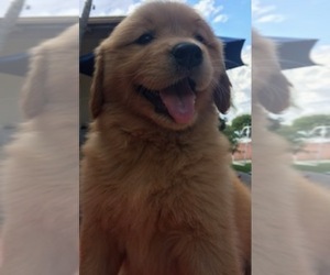 Golden Retriever Puppy for sale in SANTA ANA, CA, USA