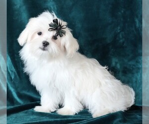 Maltese Puppy for sale in ROCK VALLEY, IA, USA