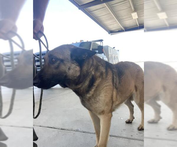 Medium Photo #1 German Shepherd Dog Puppy For Sale in Bakersfield, CA, USA