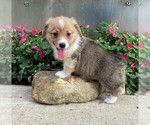 Small #2 Pembroke Welsh Corgi