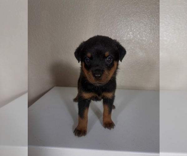 Medium Photo #4 Rottweiler Puppy For Sale in PLEASANTON, CA, USA