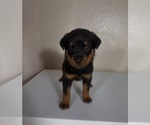 Small #3 Rottweiler