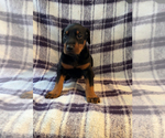 Puppy Puppy 3 Doberman Pinscher