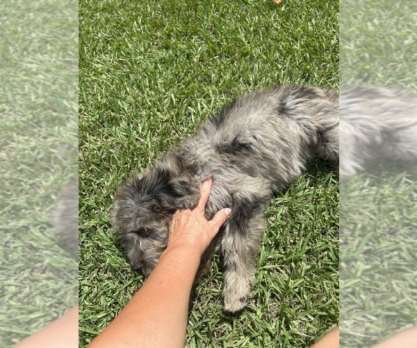 Medium Photo #39 F2 Aussiedoodle Puppy For Sale in BUSH, LA, USA