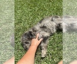 Small #8 F2 Aussiedoodle