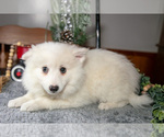 Small #2 Miniature American Eskimo