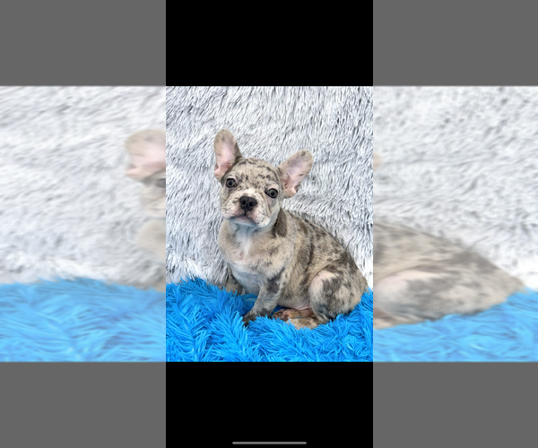 Medium Photo #2 French Bulldog Puppy For Sale in SANDY HOOK, KY, USA