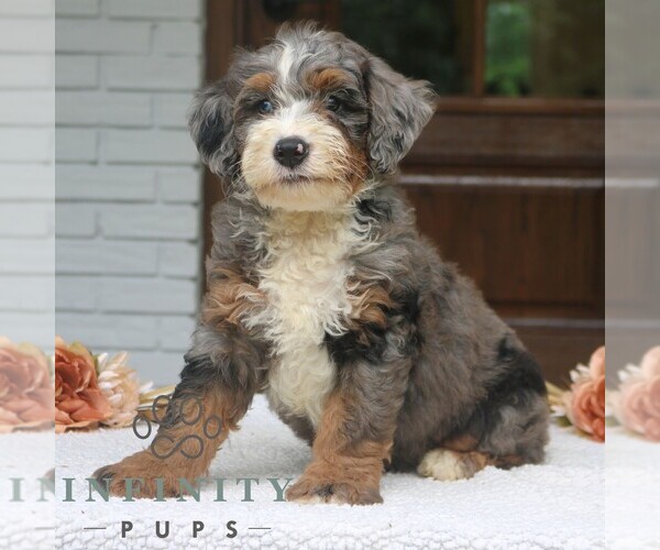 Medium Photo #1 Bernedoodle (Miniature) Puppy For Sale in NARVON, PA, USA