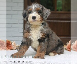 Bernedoodle (Miniature) Puppy for sale in NARVON, PA, USA