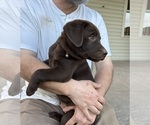 Small #13 Labrador Retriever