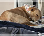 Small #9 Labrador Retriever Mix