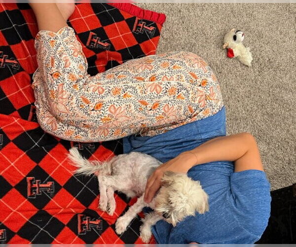 Medium Photo #2 Maltese-Unknown Mix Puppy For Sale in Grafton, WI, USA