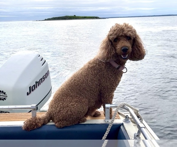 Medium Photo #16 Goldendoodle Puppy For Sale in WOODSTOCK, CT, USA