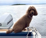 Small #15 Goldendoodle