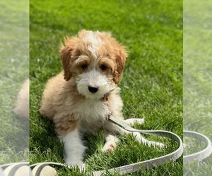 Bernedoodle Puppy for sale in DUNDEE, MI, USA