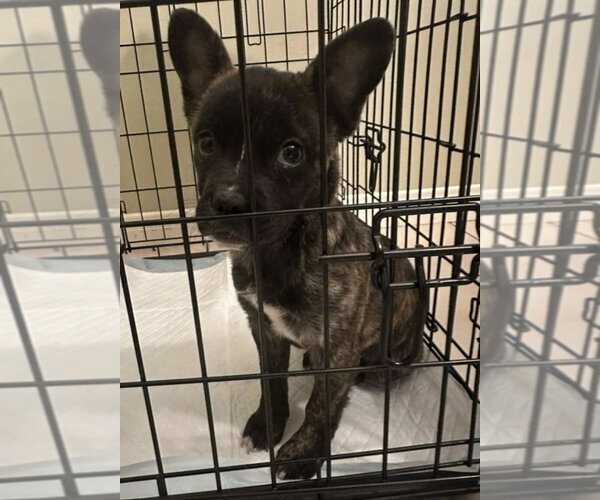 Medium Photo #2 French Bulldog-Poodle (Miniature) Mix Puppy For Sale in Dana Point, CA, USA