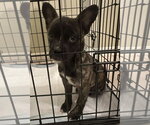 Small #1 French Bulldog-Poodle (Miniature) Mix