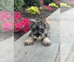 Small #3 Schnauzer (Miniature)